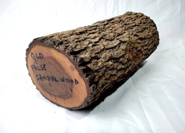 Limbwood - Qld False Sandalwood