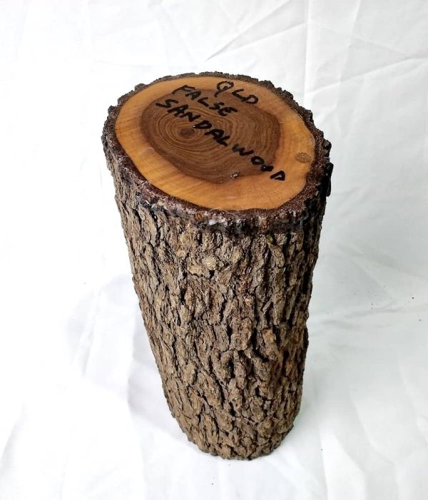 Limbwood - Qld False Sandalwood - Image 2