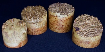 Coolibah-Burl-Boxes