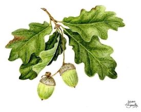 Oak-Leaves-J-2